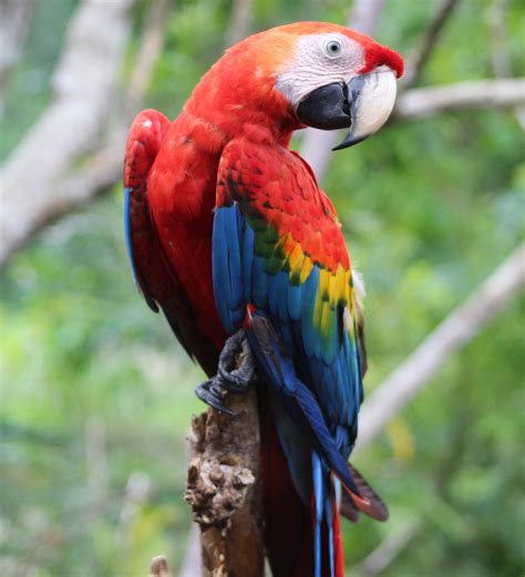 parrot linkedin|Iba pa.